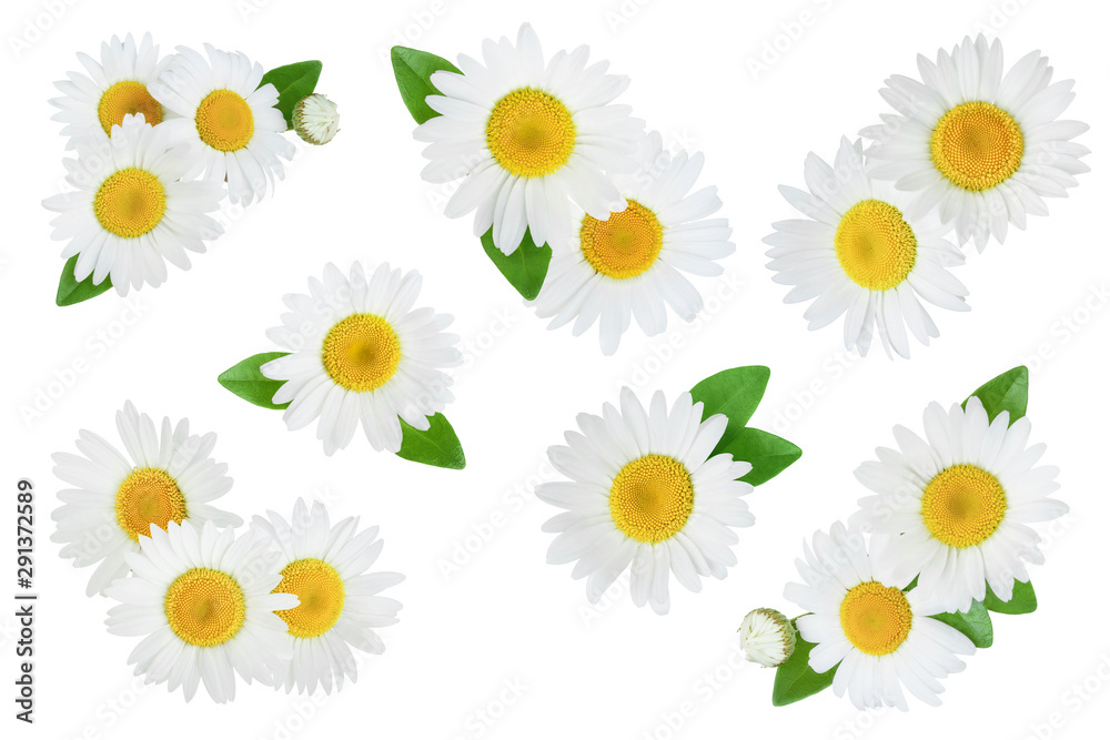 one chamomile or daisies with leaves isolated on white background, Set or collection - obrazy, fototapety, plakaty 