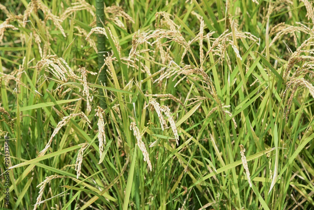 Rice cultivation / In Japan, rice is planted in the rainy season in May, and the harvest season comes in late September. Rice cultivation / In Japan, rice is planted in the rainy season in May, and the harvest season comes in late September.