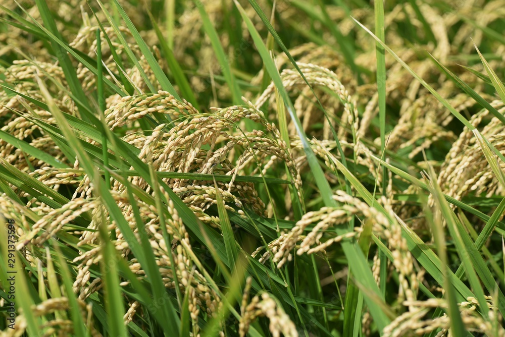 Rice cultivation / In Japan, rice is planted in the rainy season in May, and the harvest season comes in late September. Rice cultivation / In Japan, rice is planted in the rainy season in May, and the harvest season comes in late September.