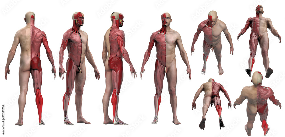 Φωτογραφία Skin and muscle cross section view of male body and anatomy 3d render