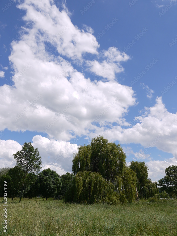 Fototapeta premium Die Sommerweide