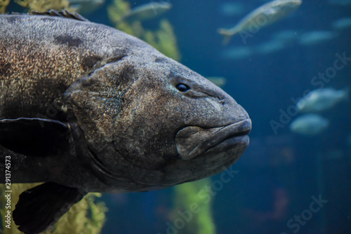 Giant (Black) Sea Bass (Stereolepis gigas), a grouper of the Pacific Coast of California and Mexico, grows to 800 lbs in size. It is critically endangered due to overfishing. 