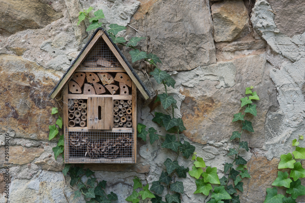Alte Steinmauer mit Insektenhotel und wilden Efeu-Ranken Alte Steinmauer mit Insektenhotel und wilden Efeu-Ranken