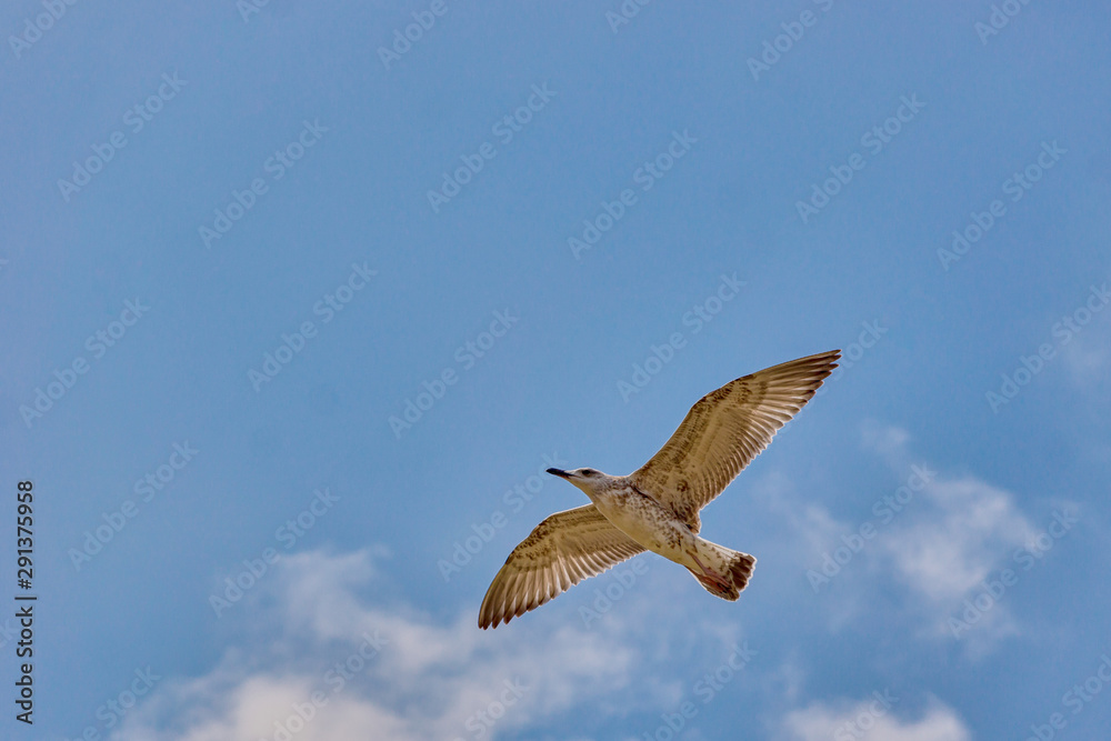 Obraz premium seagull in flight