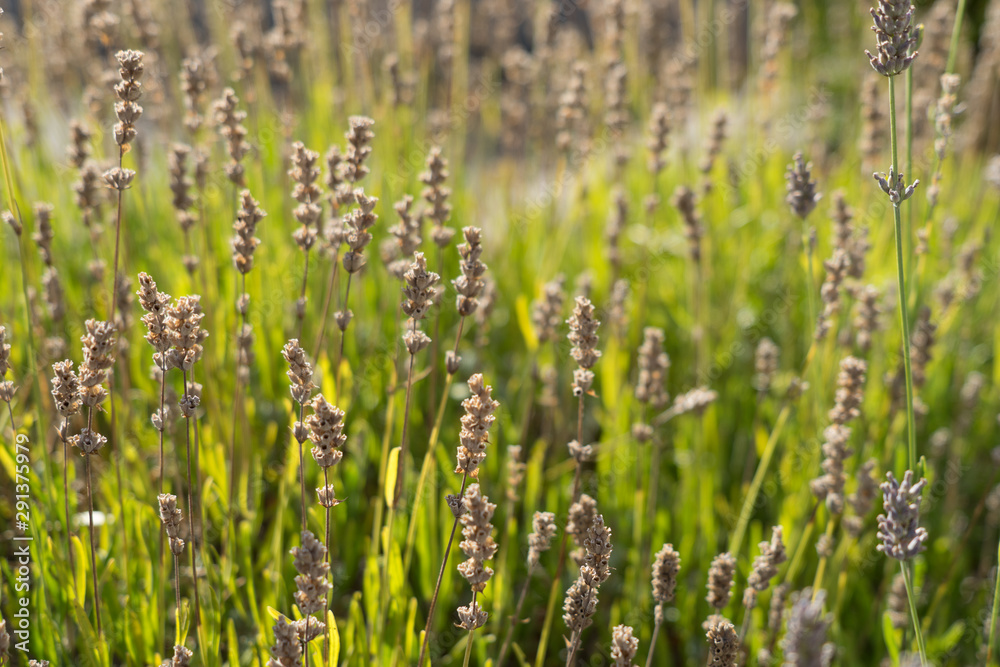 Lavendel-Feld am Ende der Blüte im Sonnenlicht