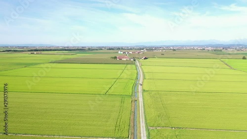 a country road across green rice fields next to Santhia, province of Vercelli, Italy photo