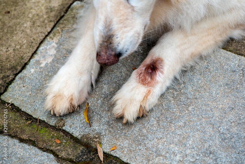 Dog infected with botfly -close-up on paw photo