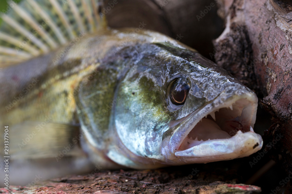 Zander in detail, the Fish from freshwater Deep, Sander lucioperca Zander in detail, the Fish from freshwater Deep, Sander lucioperca