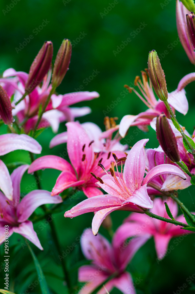Beautiful flowers in the garden. They are called Lilium. Selective focus.