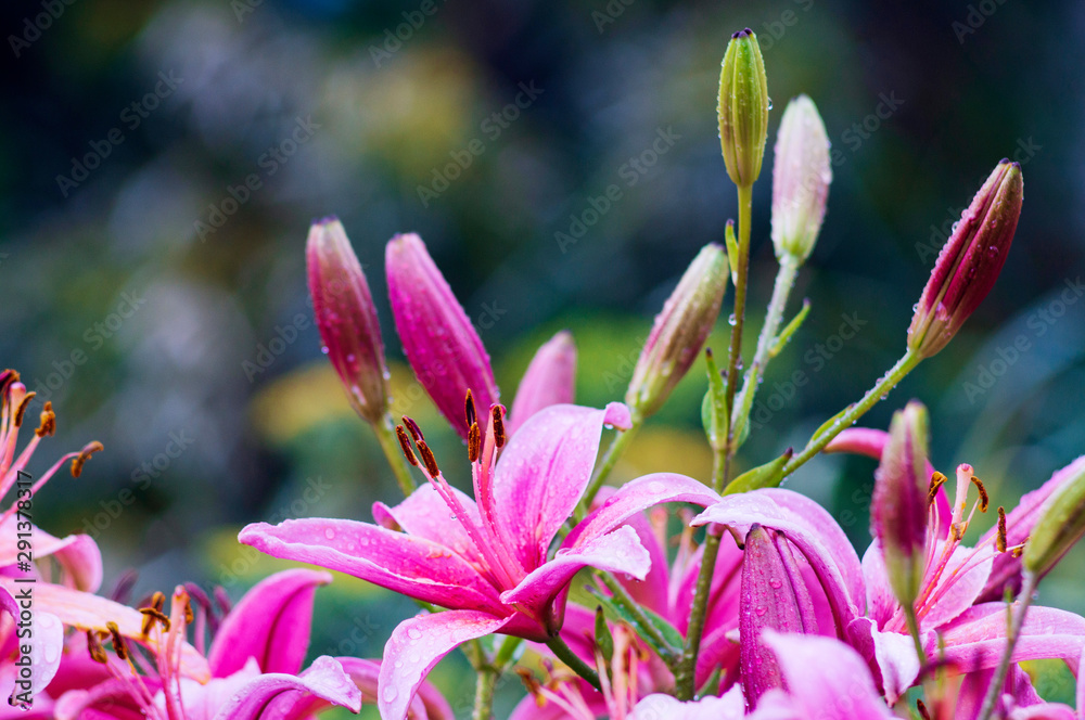 A photo of chrysanthemums in an autumn garden. These flowers sometimes called mums or chrysanths, are flowering plants of the family Asteraceae. Selective focus. A photo of chrysanthemums in an autumn garden. These flowers sometimes called mums or chrysanths, are flowering plants of the family Asteraceae. Selective focus.