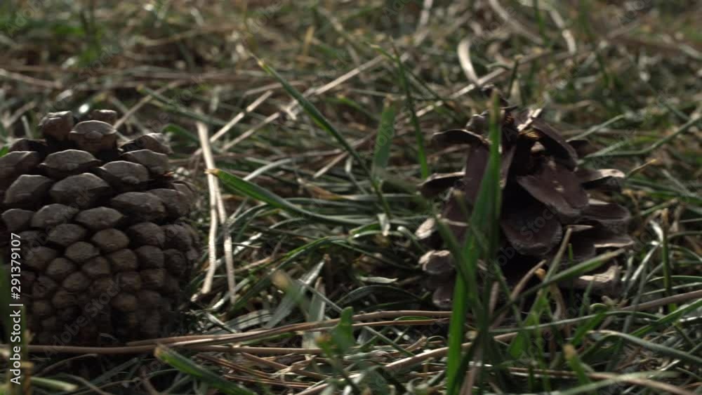Pinecone. Meadow. Fallen Pine Cones from the pine tree. Dry yellow and green grass in Autumn.Back light. Dolly shot, sliding camera move, selective focus. 4k footage. Close up nature concept. Pinecone. Meadow. Fallen Pine Cones from the pine tree. Dry yellow and green grass in Autumn.Back light. Dolly shot, sliding camera move, selective focus. 4k footage. Close up nature concept.