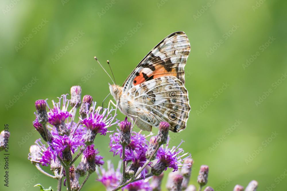 Butterfly 2019-118 / Painted Lady (Vanessa cardui) Butterfly 2019-118 / Painted Lady (Vanessa cardui)