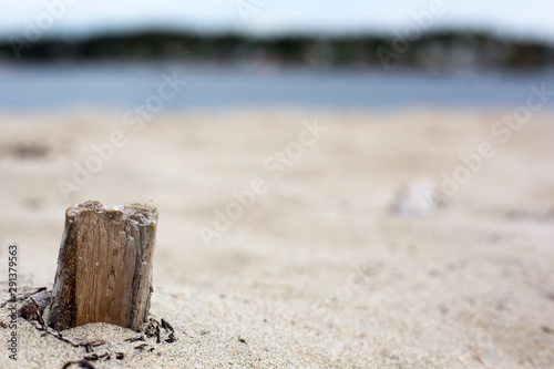 Sandy Beach Driftwood
