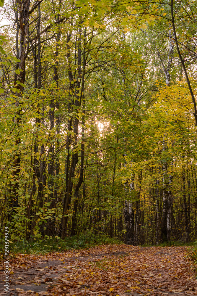 Trail winding through a forest. Golden forest landscape setting during the autumn season. The fallen foliage.