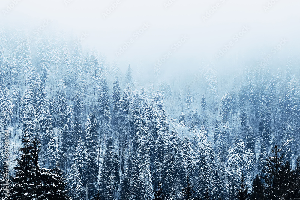coniferous trees in the mountains are covered with snow. At the coniferous trees in the mountains are covered with snow. At the