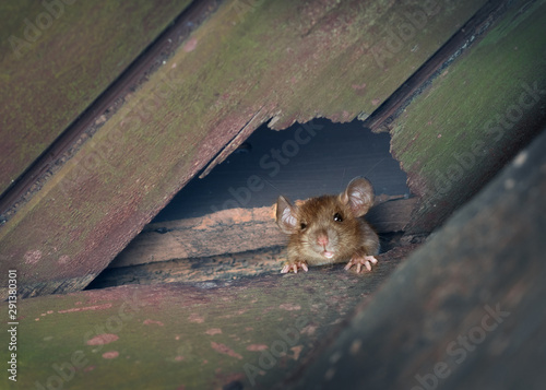 The ship rat, roof rat, or house rat peeps through a hole in the ceiling