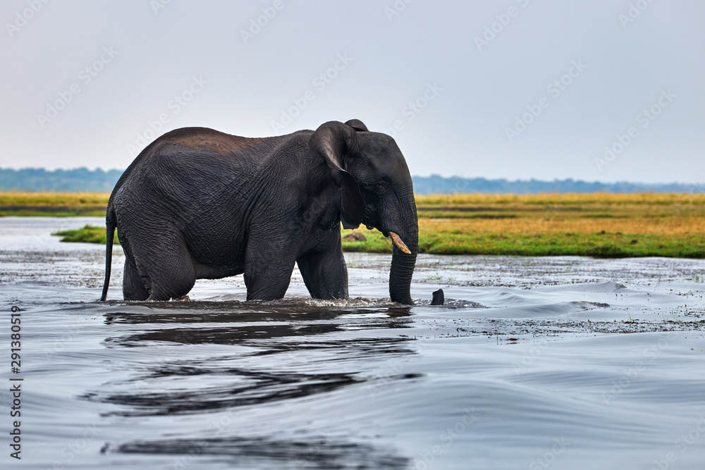 Elephant (Loxodonta africana) crossing  a river in Africa.