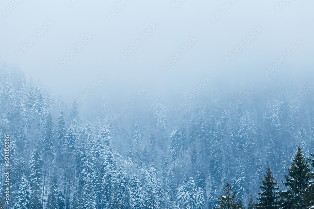 mystical forest in the mountains covered with snow and fog on to