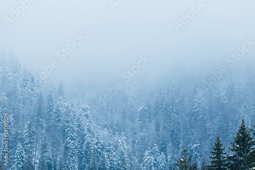 mystical forest in the mountains covered with snow and fog on to