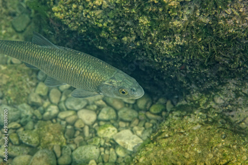 Fish from Cetina River