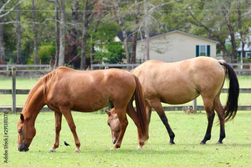 Two Horses Grazing  © Kimberley