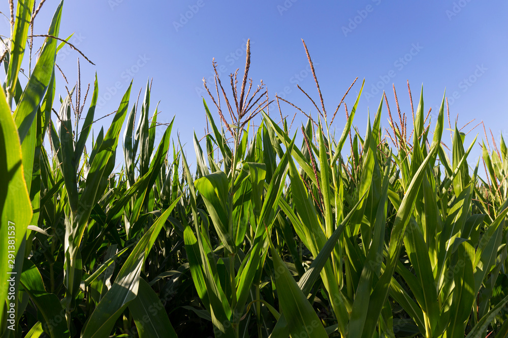 Obraz premium Detail of the Maize Field