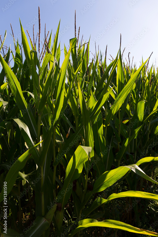 Obraz premium Detail of the Maize Field