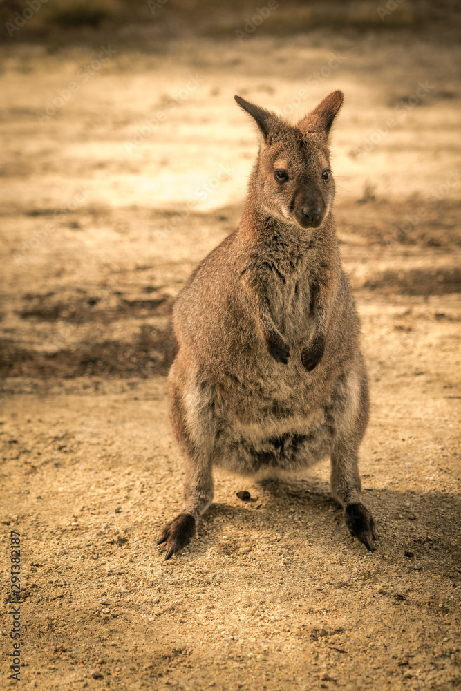 Wallaby at Flinders Island, Australia Wallaby at Flinders Island, Australia