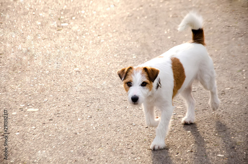 hunting cute dog on the road asphalt selective focus