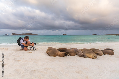 Animal wildlife nature photographer tourist photographing Galapagos Sea Lion in sand lying on beach on Gardner Bay Beach  Espanola Island  Galapagos Islands  Ecuador  South America.