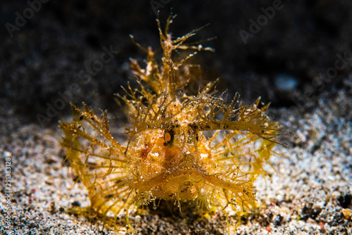 Bild auf Leinwand Ambon Scorpion Fish