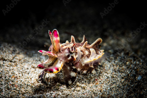 Flamboyant Cuttlefish Hunting photo