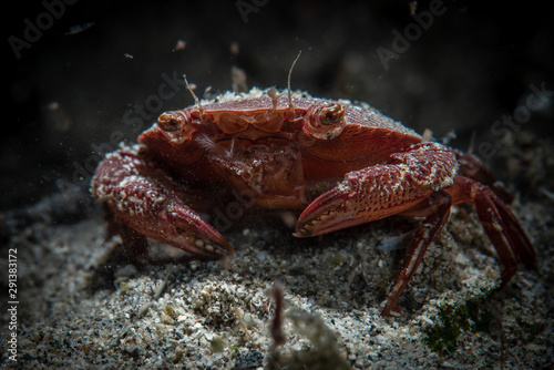 Sand Crab © Brook Peterson