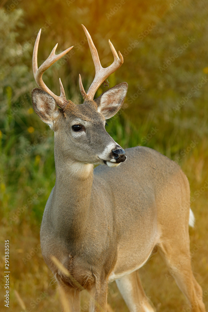 Whitetail Deer Buck Whitetail Deer Buck