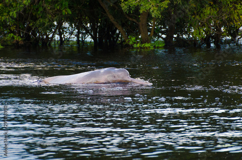 river dolphin on the water