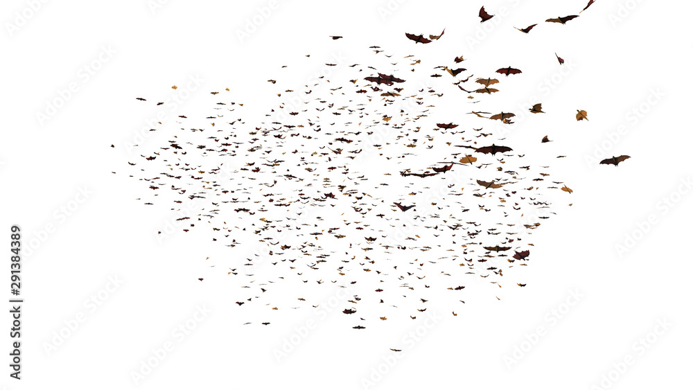 large group of flying foxes, mega bats isolated on white background