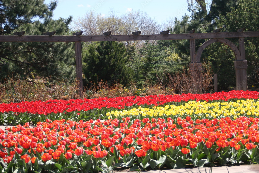 Obraz premium field of tulips