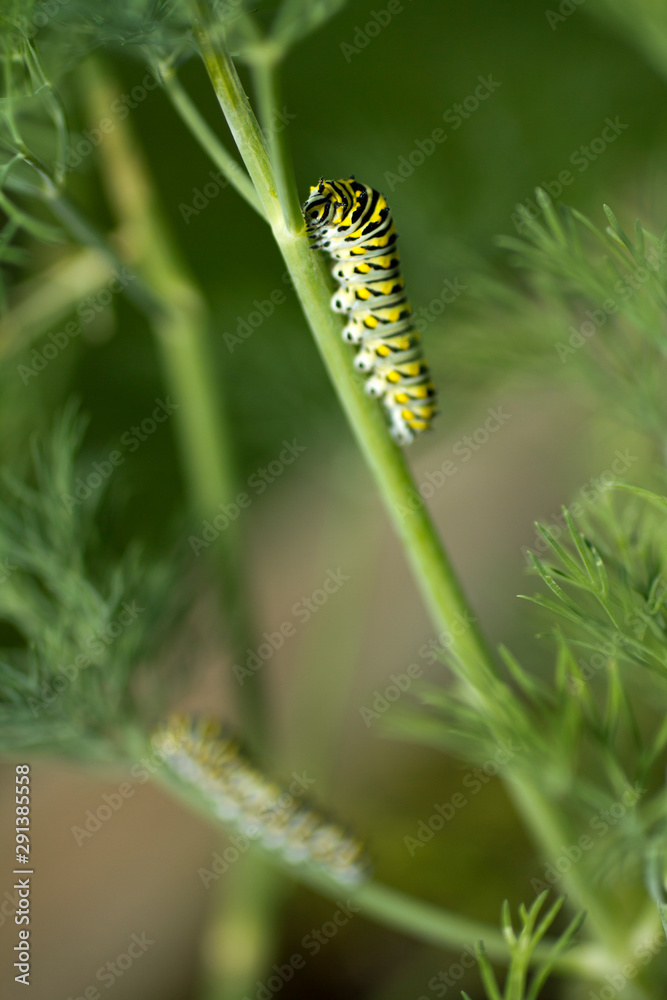 Caterpillar - Eastern Black Swallowtail - Dill Eater Caterpillar - Eastern Black Swallowtail - Dill Eater
