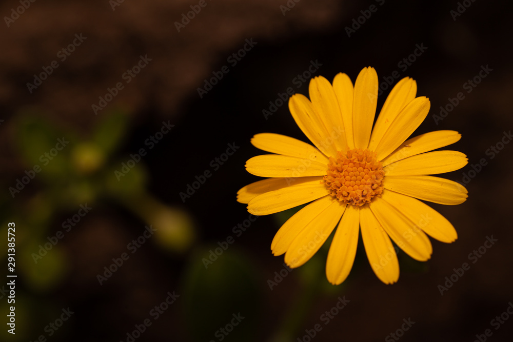 Obraz premium Yellow Flower with petals
