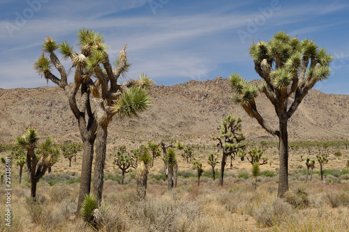 Joshua trees and Gneiss Rocks in and around Joshua Tree national park bordering the Colorado and Mojave desert