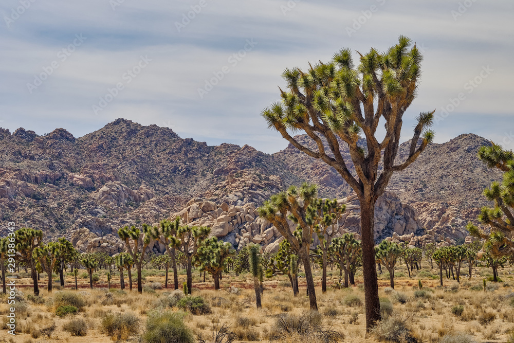 Joshua trees and Gneiss Rocks in and around Joshua Tree national park bordering the Colorado and Mojave desert