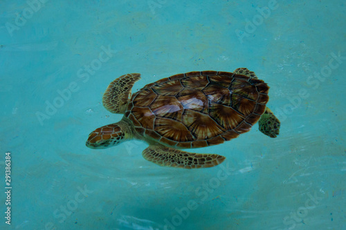 Hermosa tortuga nadando en agua cristalina