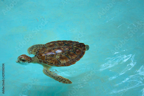 Adorable tortuga nadando en alberca