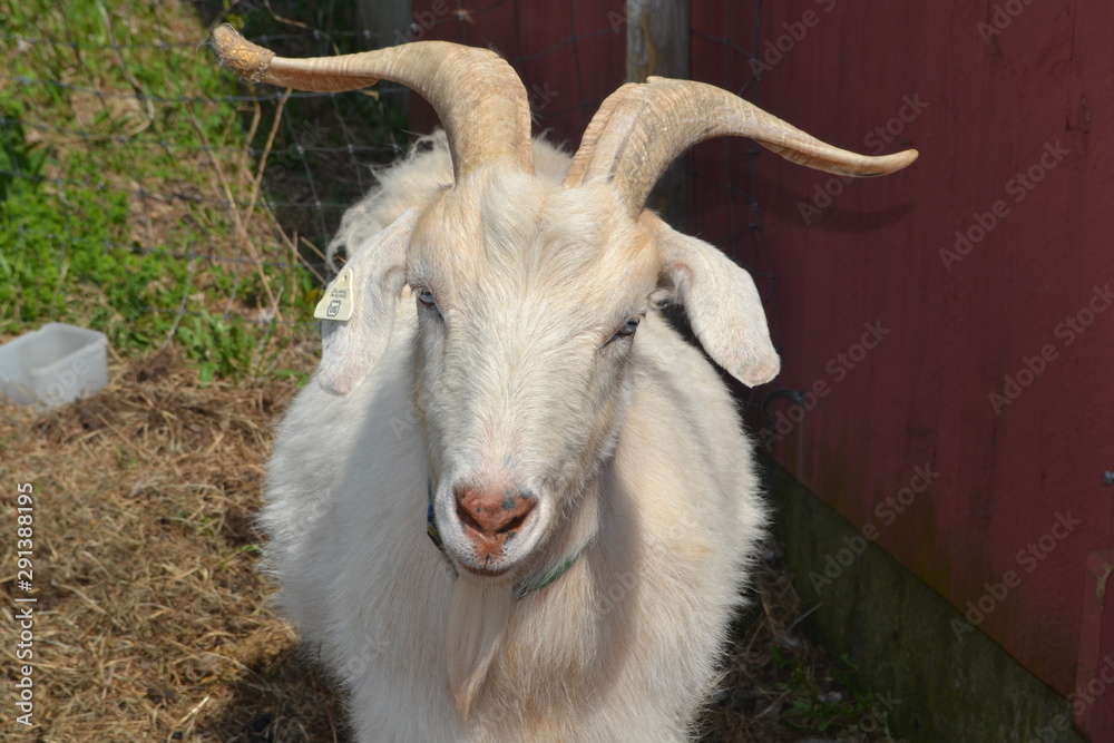 Fototapeta premium cashmere goat