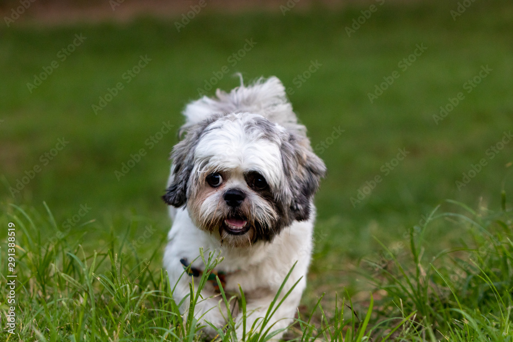 beautiful spring portrait of adorable gray and white shih tzu in the blossoming park