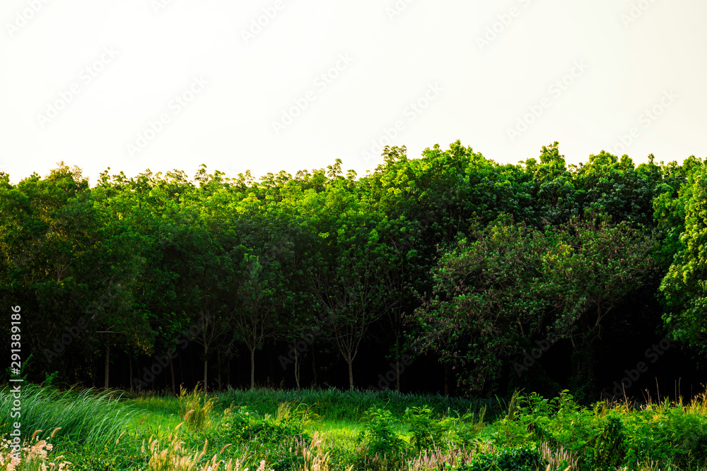 Obraz premium Green tree forest background, Beautiful shadow of green tree with sunset light