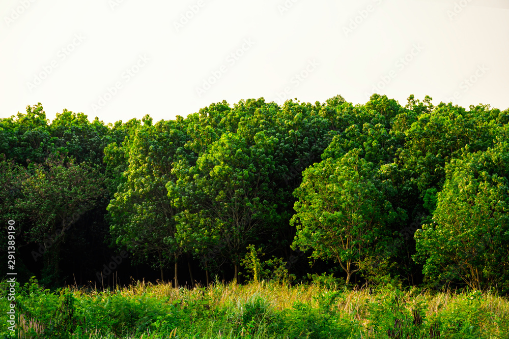 Obraz premium Green tree forest background, Beautiful shadow of green tree with sunset light