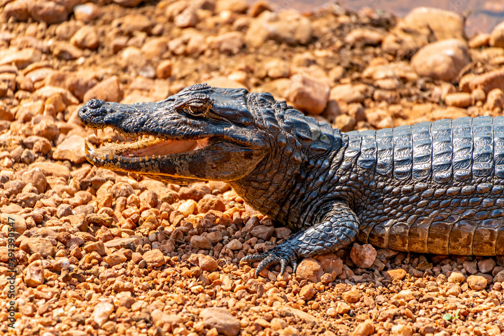 Obraz premium Caiman Smile