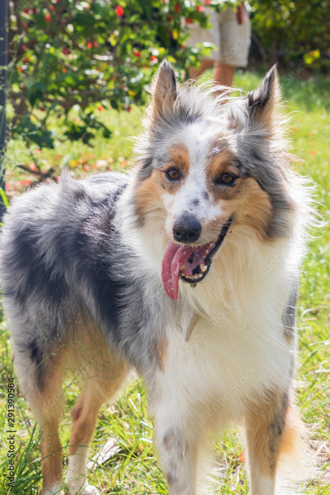 beautiful spring portrait of adorable gray and white border collie in the blossoming park beautiful spring portrait of adorable gray and white border collie in the blossoming park