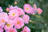 close up pretty pink orange roses in spring season